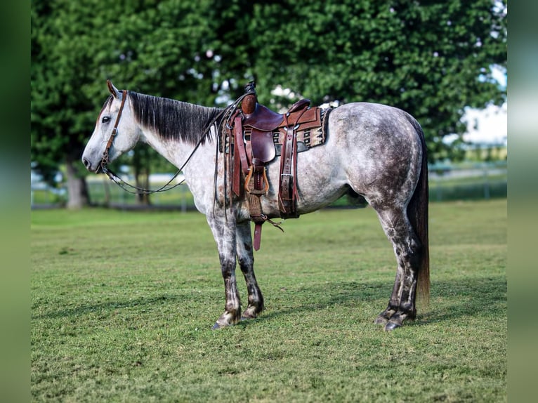 American Quarter Horse Ruin 8 Jaar 157 cm Schimmel in Salisaw, OK