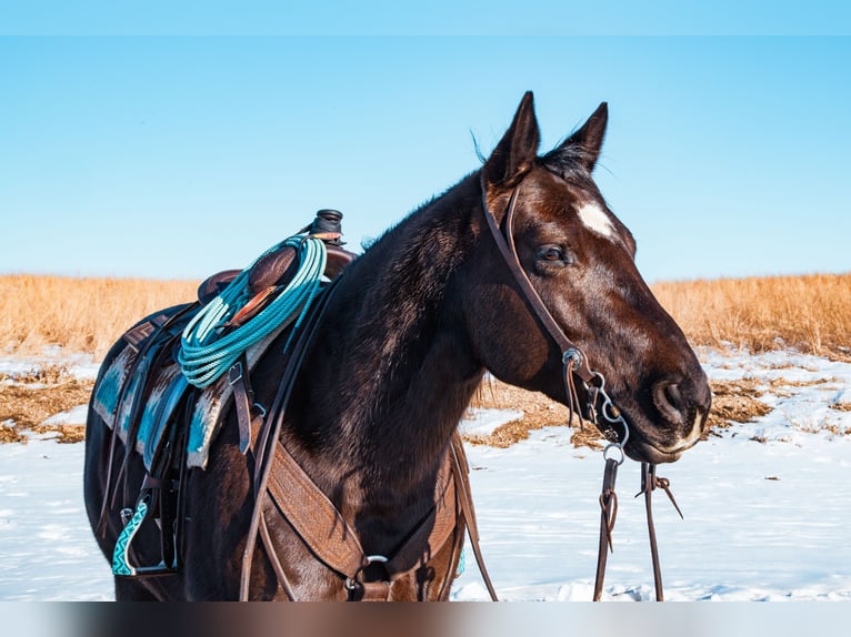 American Quarter Horse Ruin 8 Jaar 157 cm Zwart in Glenwood