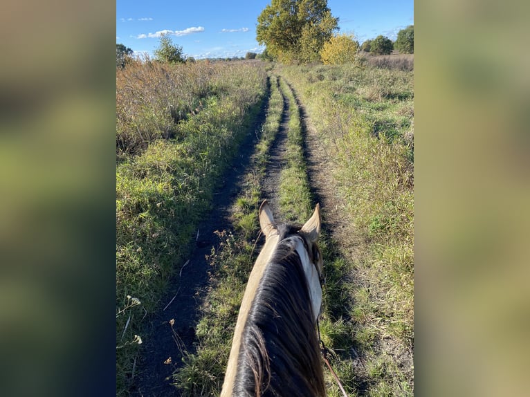 American Quarter Horse Ruin 8 Jaar 158 cm Buckskin in Stahnsdorf
