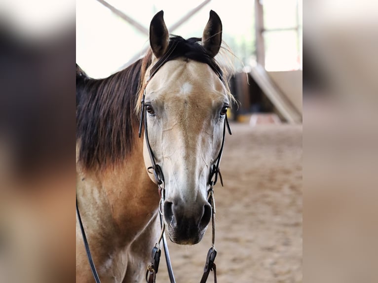 American Quarter Horse Ruin 8 Jaar 158 cm Buckskin in Stahnsdorf