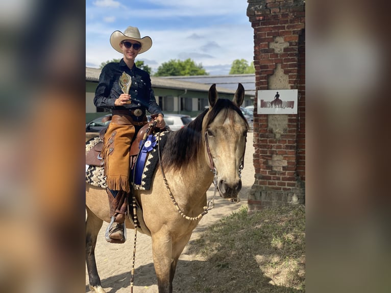 American Quarter Horse Ruin 8 Jaar 158 cm Buckskin in Stahnsdorf