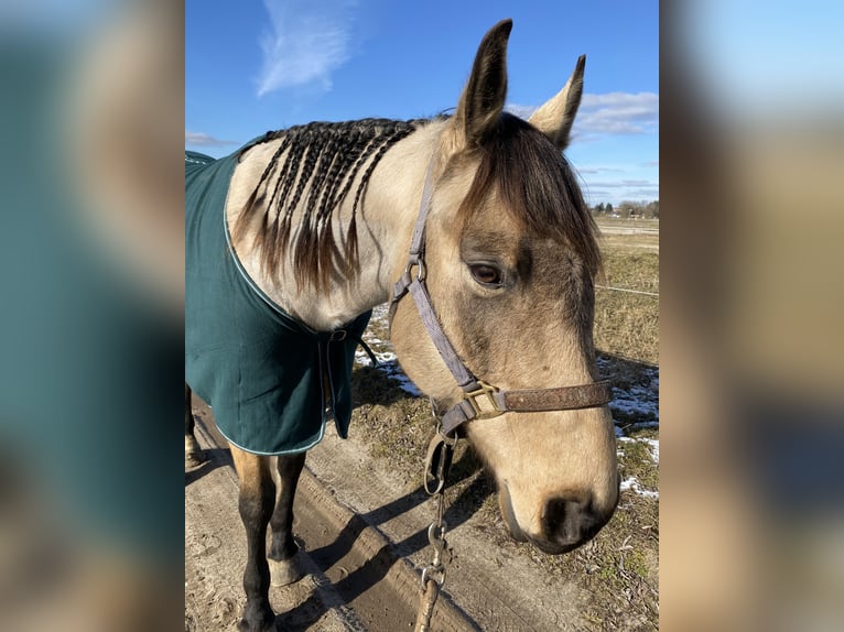 American Quarter Horse Ruin 8 Jaar 158 cm Buckskin in Stahnsdorf