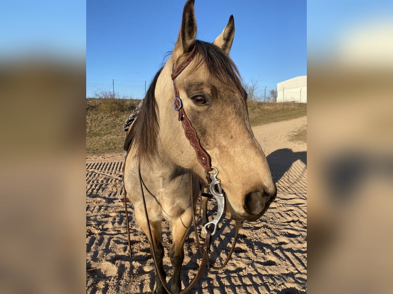 American Quarter Horse Ruin 8 Jaar 158 cm Buckskin in Stahnsdorf