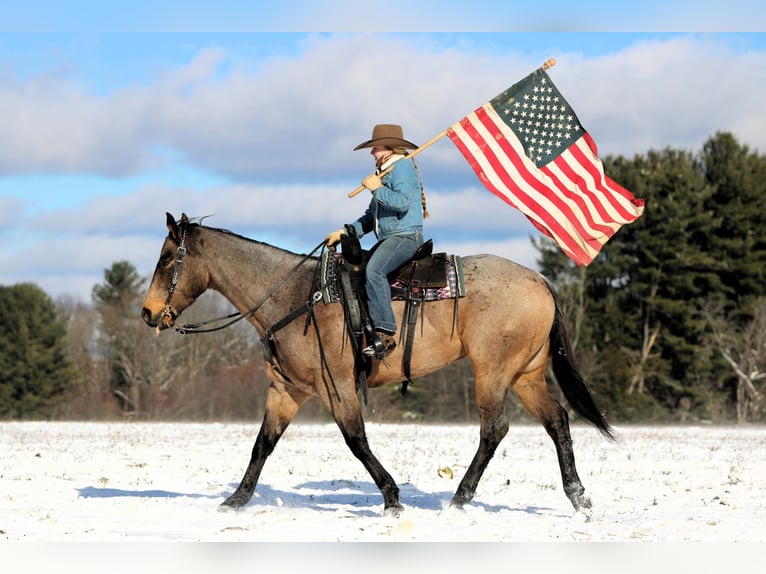 American Quarter Horse Ruin 8 Jaar 160 cm Buckskin in Clarion