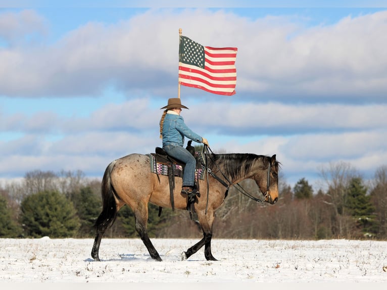 American Quarter Horse Ruin 8 Jaar 160 cm Buckskin in Clarion