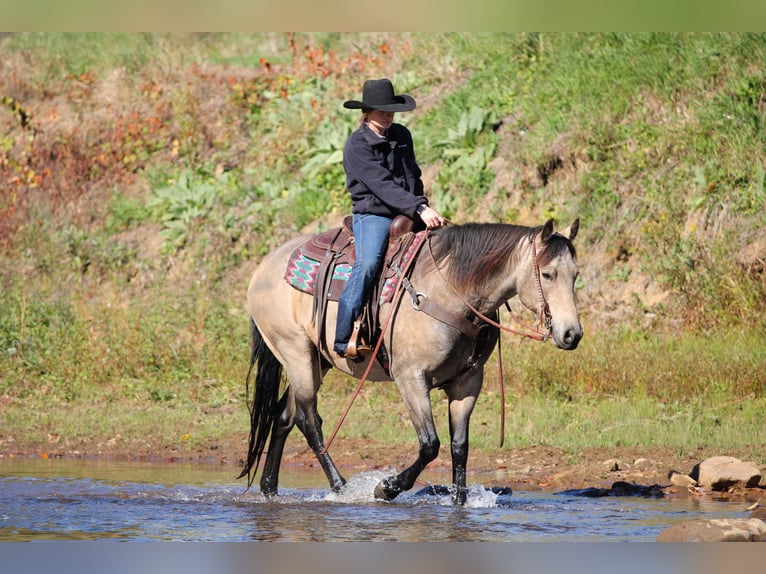 American Quarter Horse Ruin 8 Jaar 160 cm Buckskin in Clarion