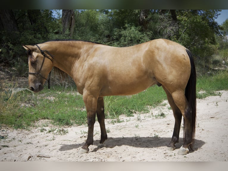 American Quarter Horse Ruin 8 Jaar 160 cm Buckskin in Tonopah