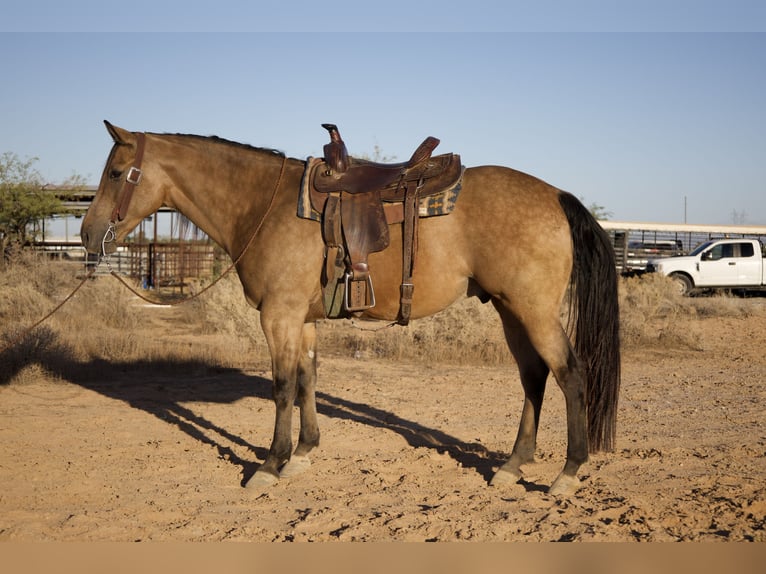 American Quarter Horse Ruin 8 Jaar 160 cm Buckskin in Tonopah