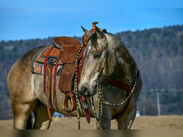 American Quarter Horse Ruin 8 Jaar 160 cm Buckskin in Rebersburg, PA