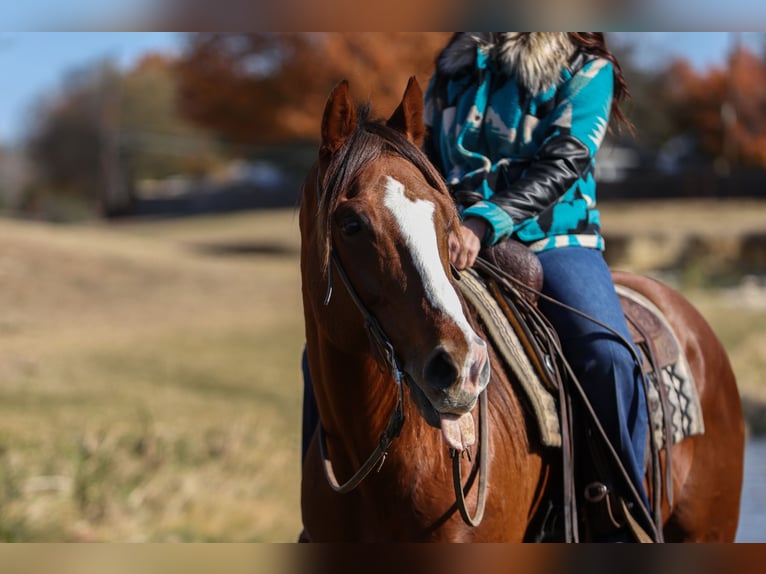 American Quarter Horse Ruin 8 Jaar 160 cm Donkere-vos in Joshua