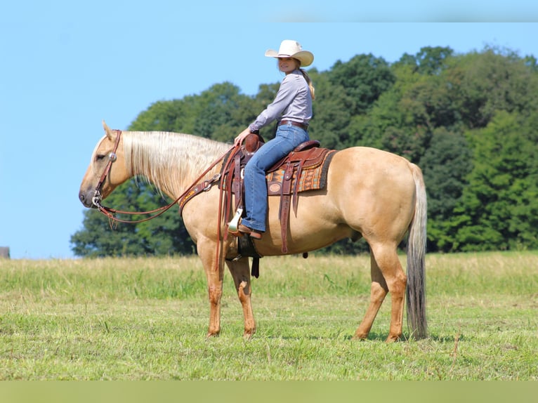 American Quarter Horse Ruin 8 Jaar 160 cm Palomino in Shippenville, PA