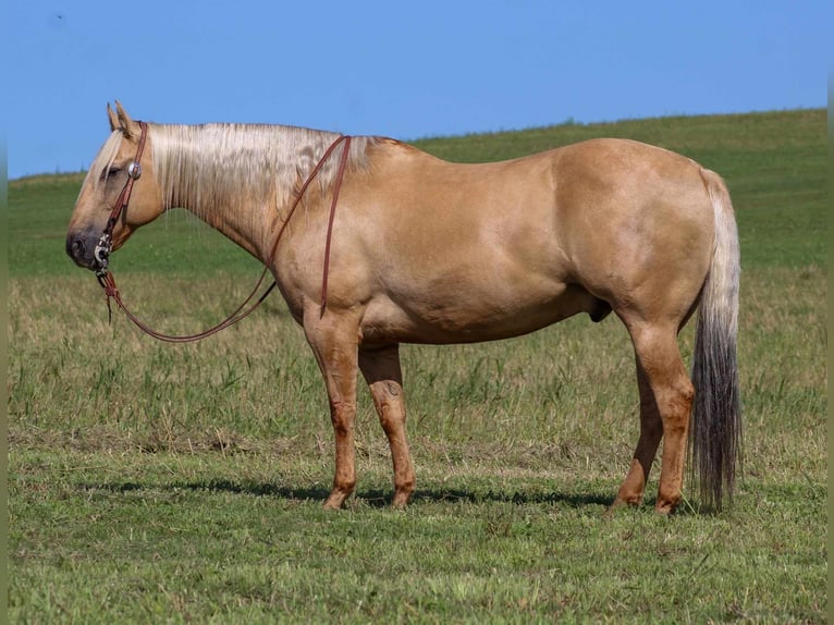 American Quarter Horse Ruin 8 Jaar 160 cm Palomino in Shippenville, PA