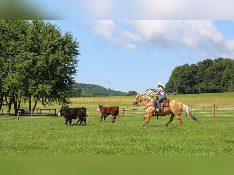 American Quarter Horse Ruin 8 Jaar 160 cm Palomino in Shippenville, PA