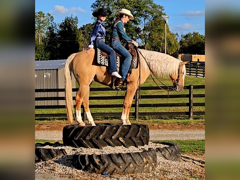 American Quarter Horse Ruin 8 Jaar 160 cm Palomino in Robards