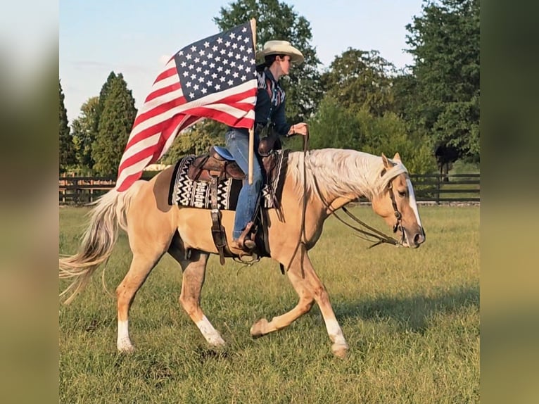 American Quarter Horse Ruin 8 Jaar 160 cm Palomino in Robards