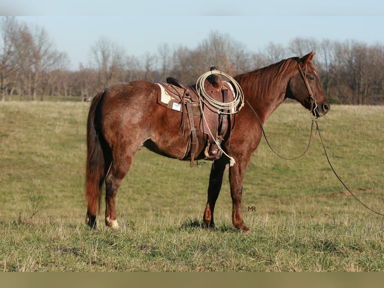 American Quarter Horse Ruin 8 Jaar 160 cm Roan-Red in Verona