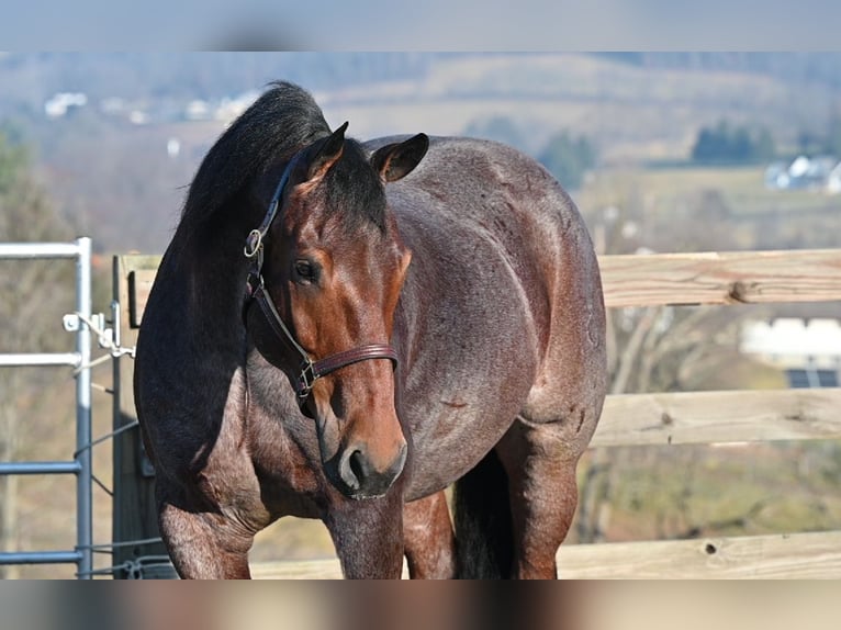 American Quarter Horse Mix Ruin 8 Jaar 160 cm Roan-Red in Millersburg