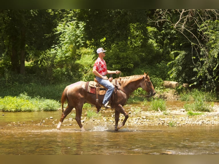 American Quarter Horse Ruin 8 Jaar 160 cm Roan-Red in PUrdy MO