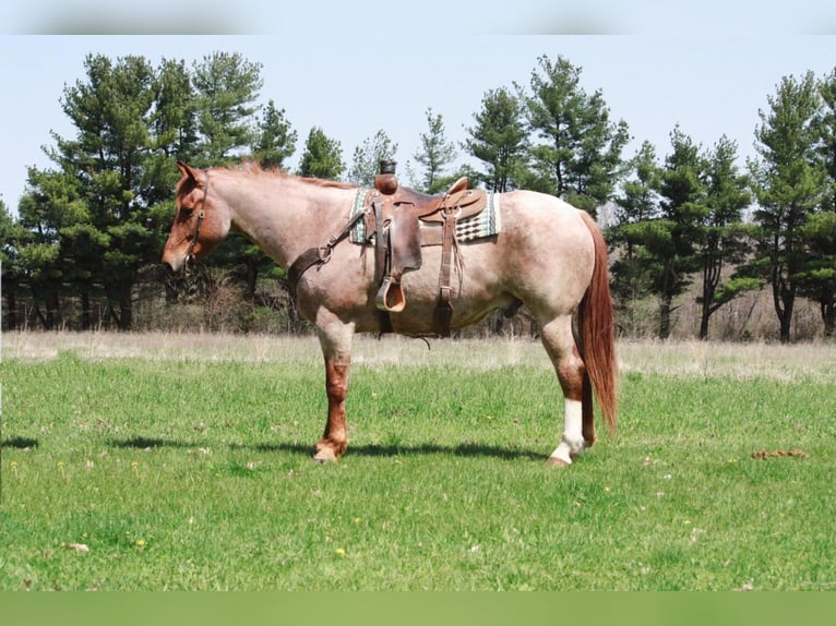 American Quarter Horse Ruin 8 Jaar 160 cm Roan-Red in walkerton IN