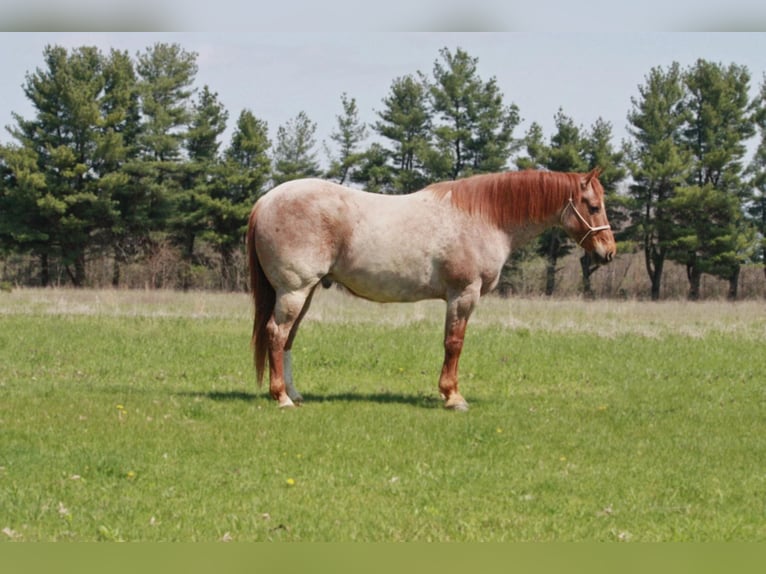 American Quarter Horse Ruin 8 Jaar 160 cm Roan-Red in walkerton IN