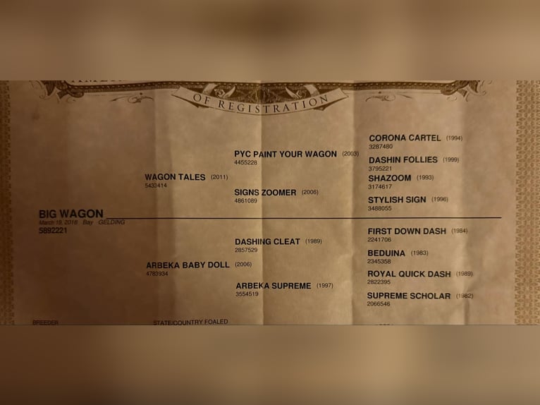 American Quarter Horse Ruin 8 Jaar 160 cm Roodbruin in Fredricksburg TX