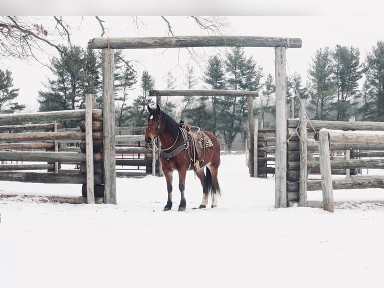 American Quarter Horse Ruin 8 Jaar 160 cm Roodbruin in North Judson IN