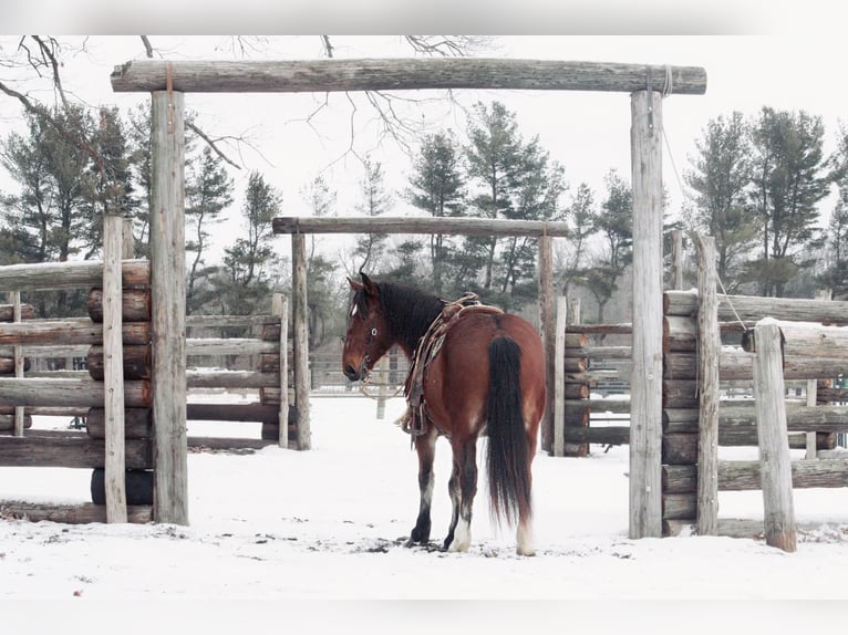 American Quarter Horse Ruin 8 Jaar 160 cm Roodbruin in North Judson IN