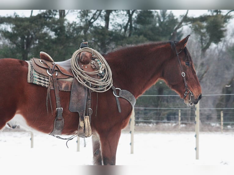 American Quarter Horse Ruin 8 Jaar 160 cm Roodbruin in North Judson IN