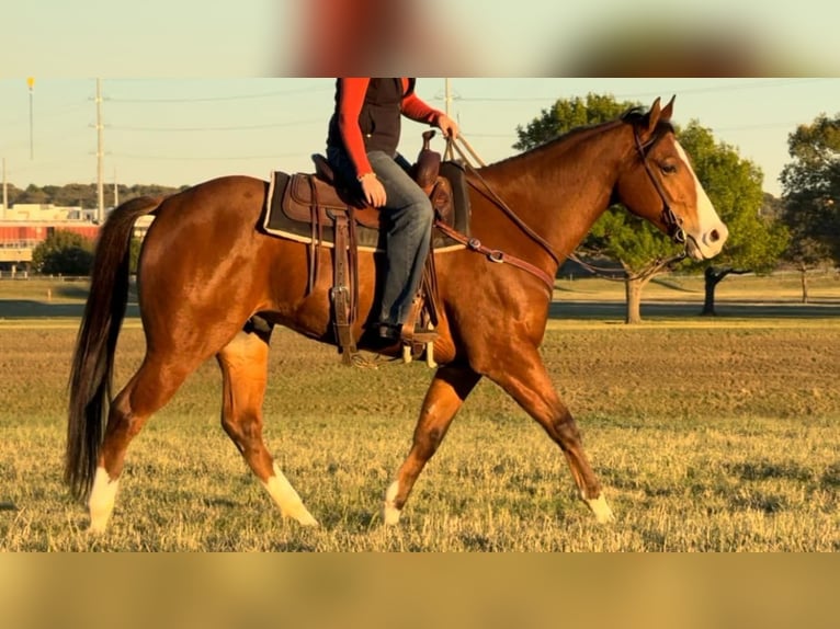American Quarter Horse Ruin 8 Jaar 160 cm Roodbruin in Weatherford TX