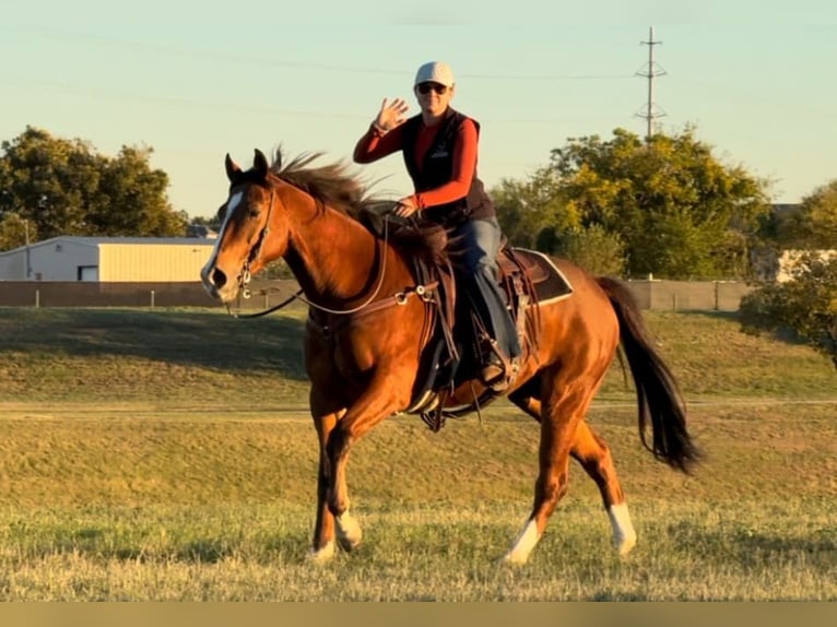 American Quarter Horse Ruin 8 Jaar 160 cm Roodbruin in Weatherford TX