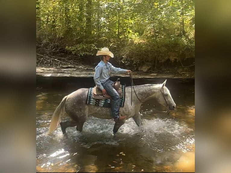 American Quarter Horse Ruin 8 Jaar 160 cm Schimmel in Henderson