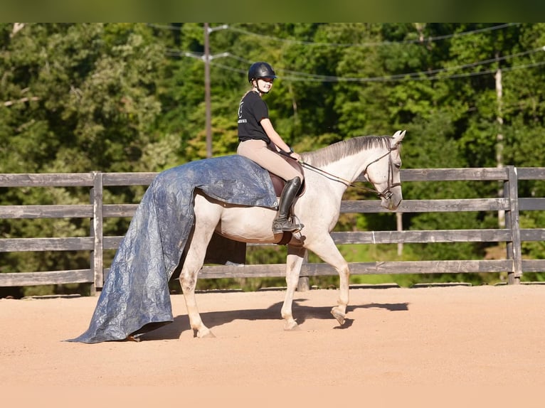 American Quarter Horse Ruin 8 Jaar 160 cm Schimmel in Clover