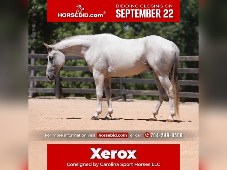 American Quarter Horse Ruin 8 Jaar 160 cm Schimmel in Clover