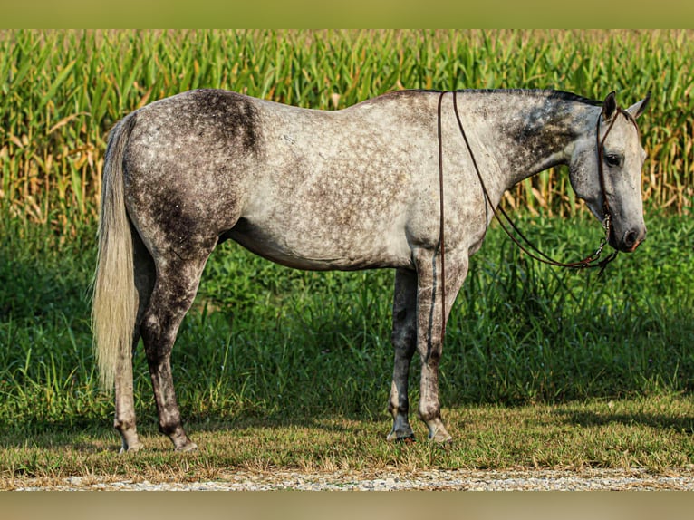 American Quarter Horse Ruin 8 Jaar 160 cm Schimmel in Henderson KY