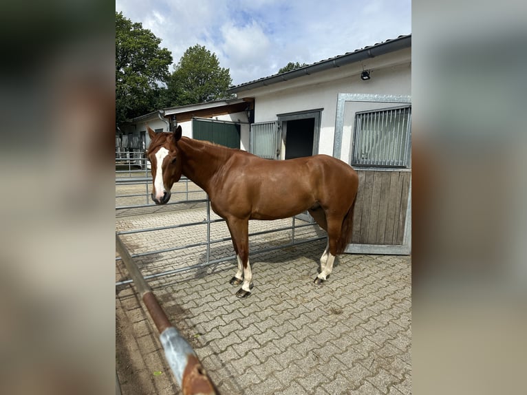 American Quarter Horse Ruin 8 Jaar 160 cm Vos in Remscheid