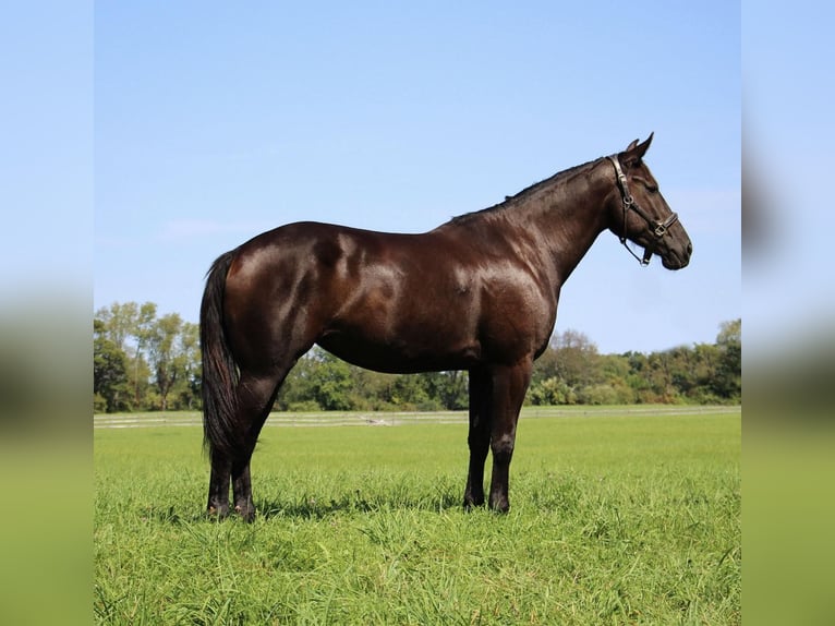 American Quarter Horse Ruin 8 Jaar 160 cm Zwart in Howell Mi