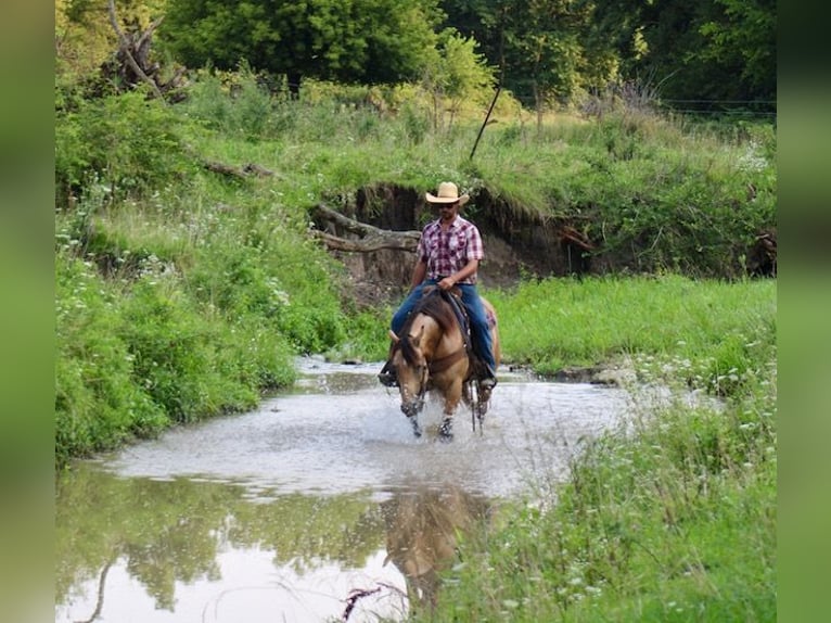 American Quarter Horse Ruin 8 Jaar 163 cm Buckskin in La Motte