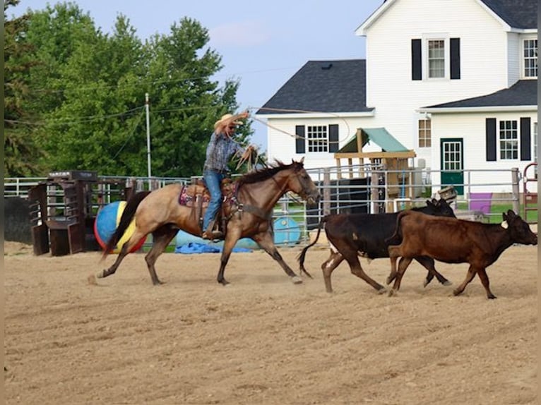 American Quarter Horse Ruin 8 Jaar 163 cm Buckskin in La Motte