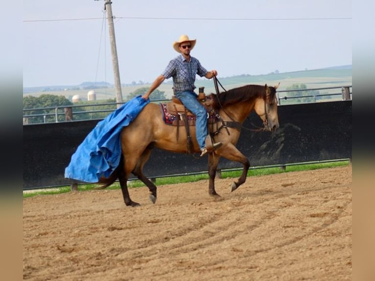 American Quarter Horse Ruin 8 Jaar 163 cm Buckskin in La Motte