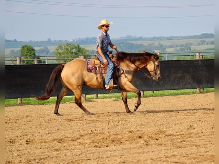 American Quarter Horse Ruin 8 Jaar 163 cm Buckskin in La Motte