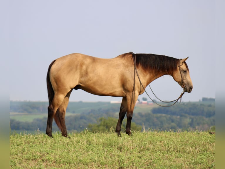 American Quarter Horse Ruin 8 Jaar 163 cm Buckskin in La Motte