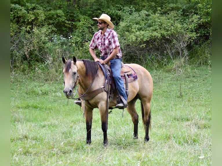 American Quarter Horse Ruin 8 Jaar 163 cm Buckskin in La Motte