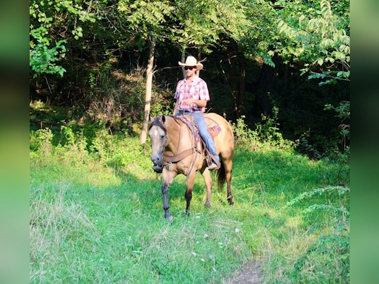 American Quarter Horse Ruin 8 Jaar 163 cm Buckskin in La Motte