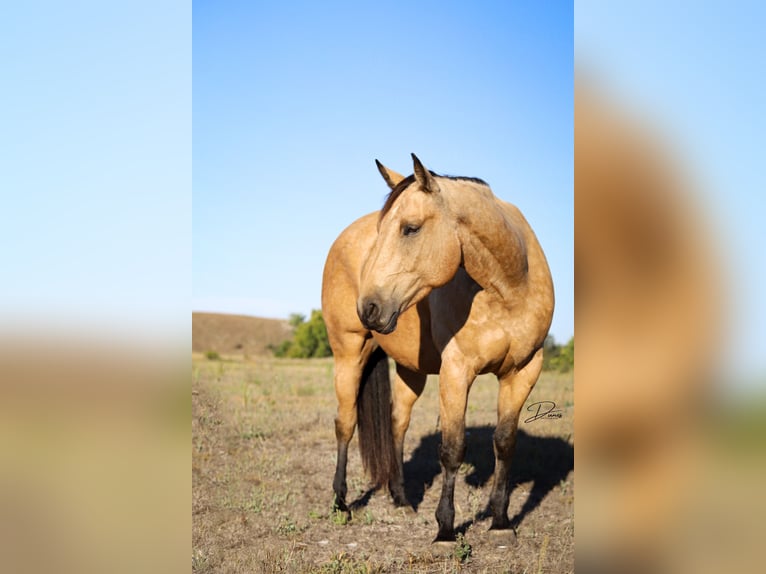 American Quarter Horse Ruin 8 Jaar 163 cm Buckskin in Thedford, NE