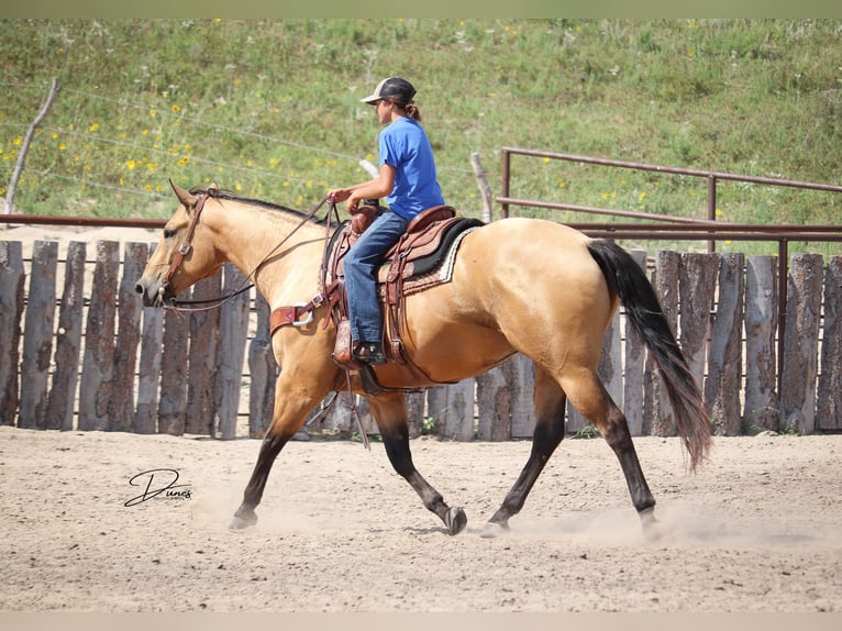 American Quarter Horse Ruin 8 Jaar 163 cm Buckskin in Thedford, NE