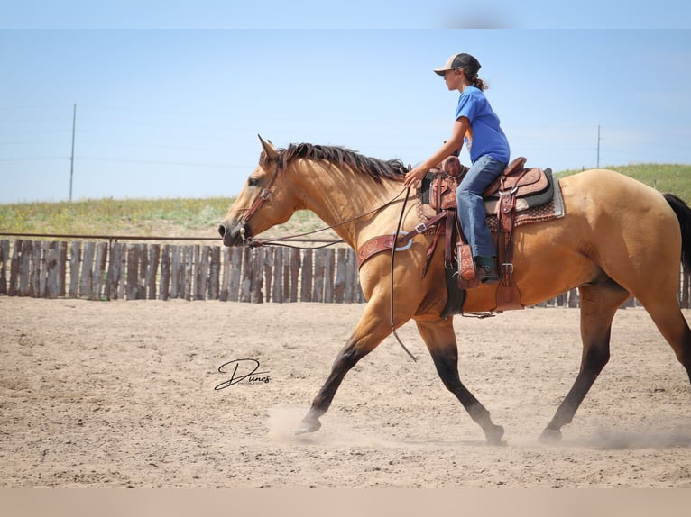 American Quarter Horse Ruin 8 Jaar 163 cm Buckskin in Thedford, NE