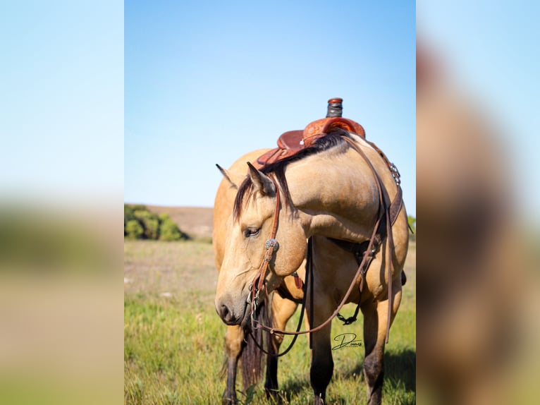 American Quarter Horse Ruin 8 Jaar 163 cm Buckskin in Thedford, NE