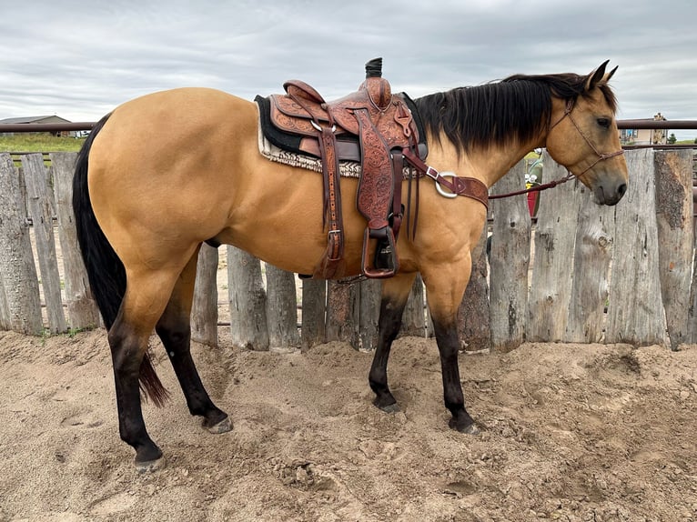 American Quarter Horse Ruin 8 Jaar 163 cm Buckskin in Thedford, NE