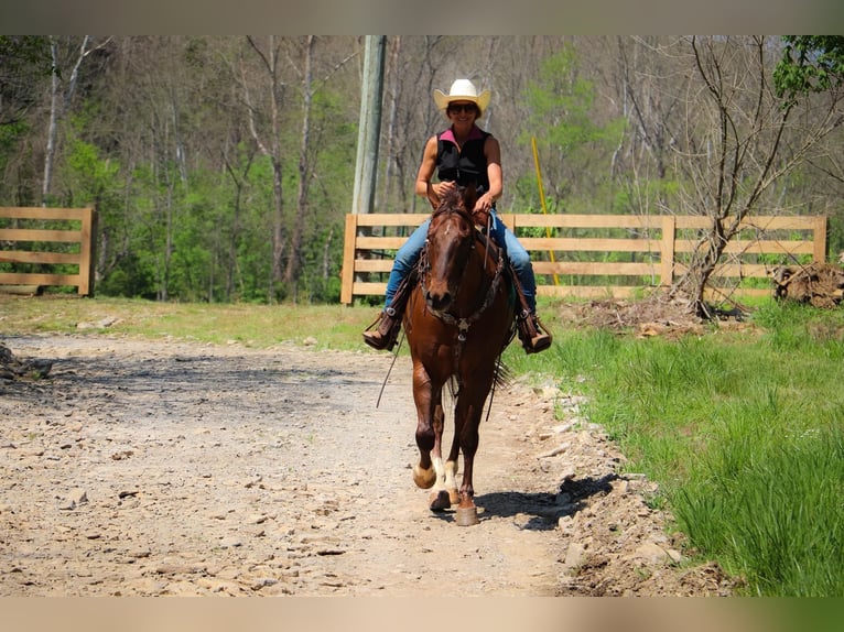 American Quarter Horse Ruin 8 Jaar 163 cm Donkere-vos in Hillsboro KY