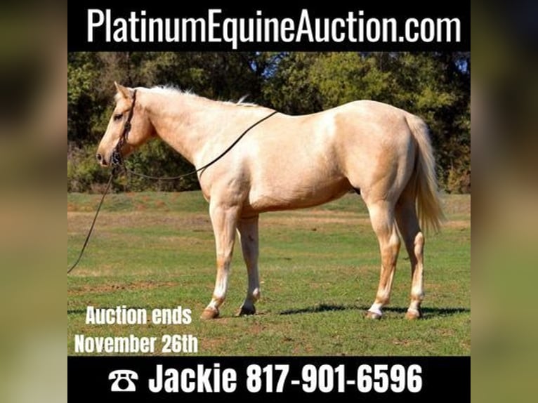 American Quarter Horse Ruin 8 Jaar 163 cm Palomino in Weatherford, TX